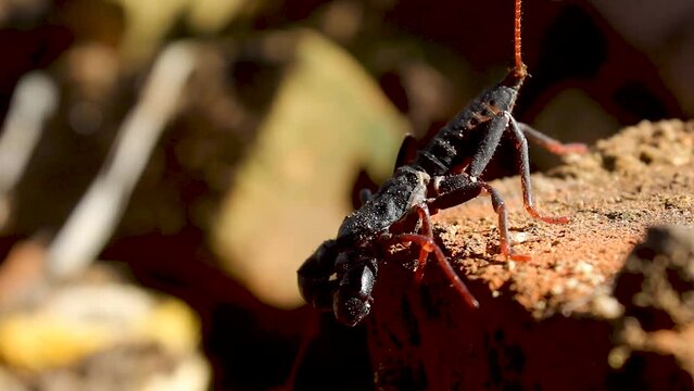 a scorpion, or Scorpiones, standing on the edge of a rock in the morning sun.