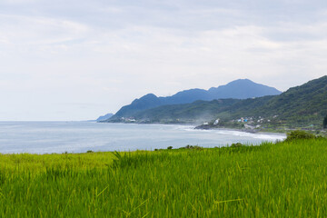 Paddy rice field over the seaside at Hualien of Taiwan