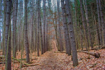 Fototapeta premium forest in autumn