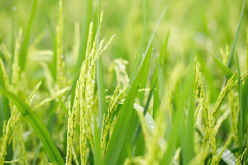 green rice field background close up beautiful yellow rice fields soft focus