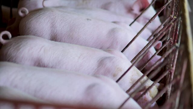 Piglets were raised in dirty pens.