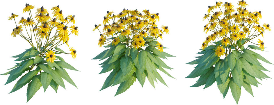 Rudbeckia fulgida 3 4k png cutout transparent