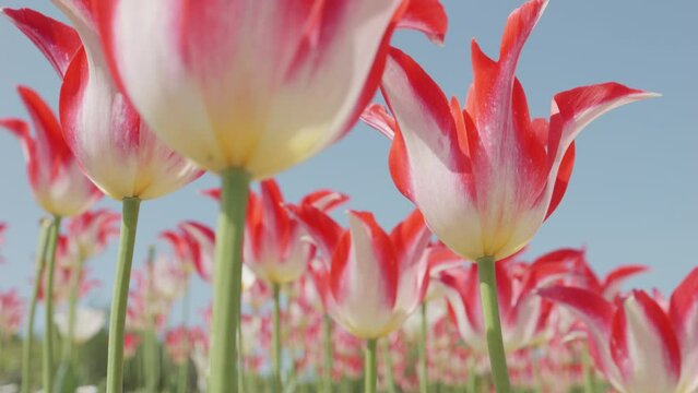 Red tulip flowers blooming in a field in spring, Nature background, Nobody, Slow motion	