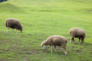 Obraz premium Flock of sheep on green grass in Taiwan Qingjing Farm
