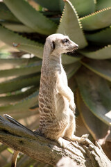 Meerkats are small mammals with grizzled gray and brown fur. They have dark patches around their eyes to protect their eyes from the sun