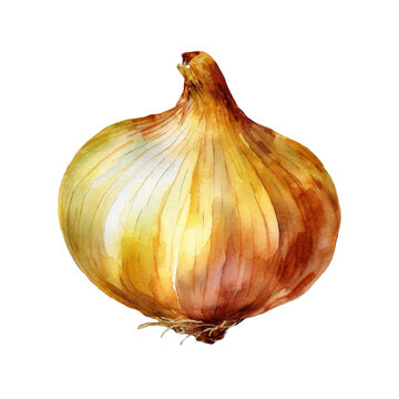 Onion, watercolor illustration, transparent background