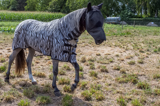 Cheval capara&ccedil;onn&eacute;, protection contre les insectes 