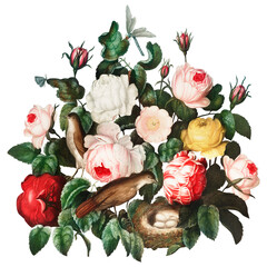 Rose flower sticker, vintage botanical illustration, remix from the artwork of Robert Thornton
