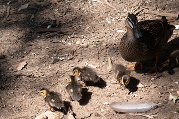 the pacific black duck chick have a tan head and brown body
