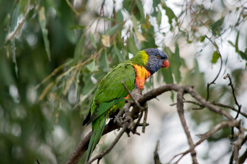the rainbow lorikeet is perched on a tree branch