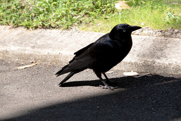 Fototapeta premium The Australian raven is an all black-bird with a black beak, mouth and tongue and sturdy black or grey-black legs and feet.