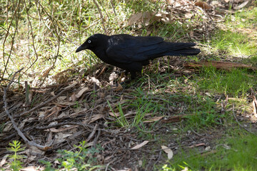 Fototapeta premium The Australian raven is an all black-bird with a black beak, mouth and tongue and sturdy black or grey-black legs and feet.