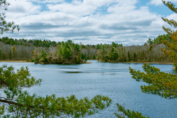 lake and forest