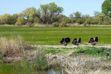 Fototapeta na wymiar Three male Wild Turkeys display their tails to impress nearby females at Bosque del Apache National Wildlife Refuge in New Mexico, USA