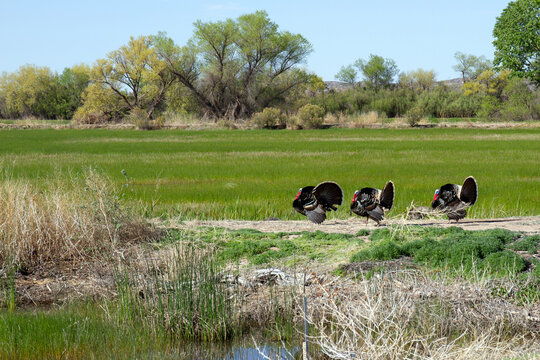 Three male Wild Turkeys display their tails to impress nearby females at Bosque del Apache National Wildlife Refuge in New Mexico, USA