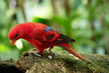 Fototapete bei efototapeten.de bestellen   