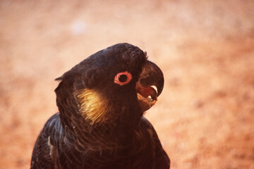 the red tailed black cockatoo is a black bird with a red under its tail and a grey beak