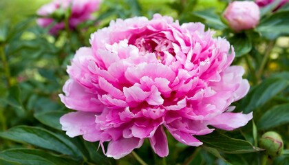 Pink Petals: The Elegance of Peonies"