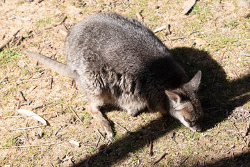 The tammar wallaby  has dark greyish upperparts with a paler underside and rufous-coloured sides...