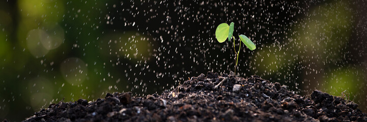 Seedling growing on rich soil with raining in morning time , Green world earth day Care of the...