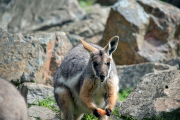 Naklejka na ściany i meble the yellow footed rock wallaby is eating a carrot