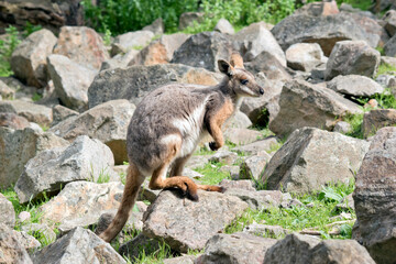 the yellow footed rock wallaby has a grey body with a white chest tan legs and a long tan nad black...