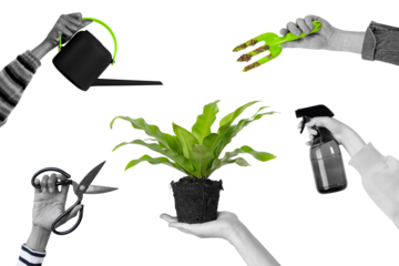 Planting png taking care of a potted houseplant