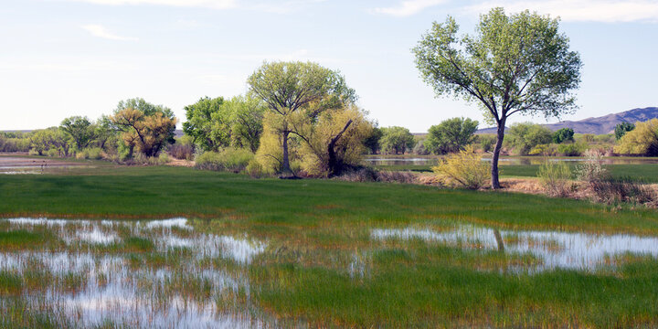 Bosque del Apache National Wildlife Refuge offers a lovely spring landscape of mountains, trees, and emergent marsh grasses