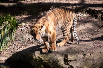 Young tigers have all their stripes and markings. They are learning to be powerful hunters while playing