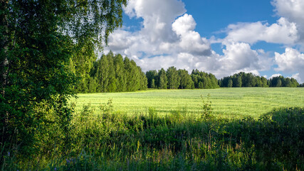 Summer landscape with green wheat field
