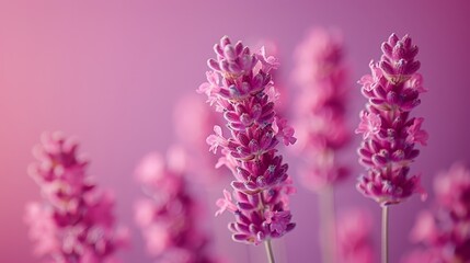   A tight shot of various blooms against a deep purple and pink backdrop, with the focal point on the center of the flowers