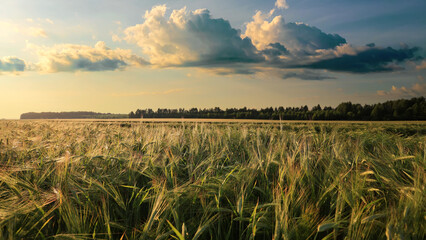 Summer landscape with green wheat field at evening.