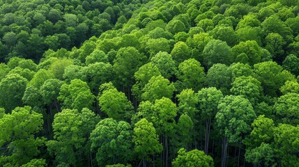   An aerial perspective of a forest with numerous trees in the foreground and tree tops in the background