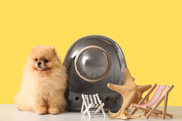 Cute Pomeranian dog with backpack carrier, deck chairs and starfishes on table against yellow...