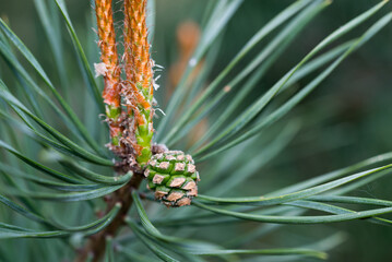small pine cone on twig closeup selective focus