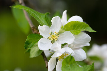 Malus domestica, apple flowers closeup selective focus
