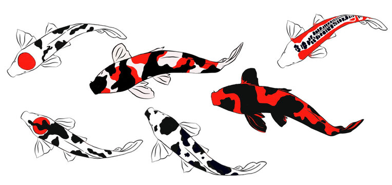 Nishikigoi koi Illustration isolated on white background.