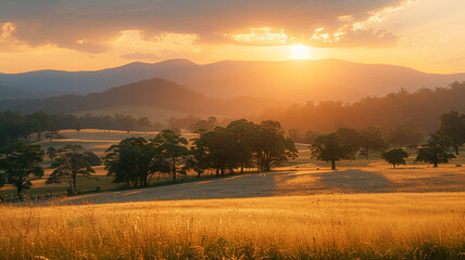 Fototapeta premium Golden fields at sunset.