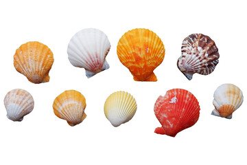 seashells, isolated on transparent background. Set of seashells. 