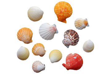 seashells, isolated on transparent background. Set of seashells. 