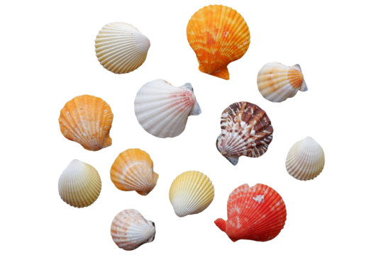 seashells, isolated on transparent background. Set of seashells. 
