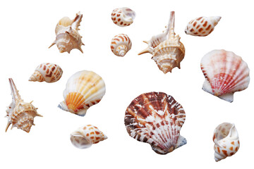 seashells, isolated on transparent background. Set of seashells. 