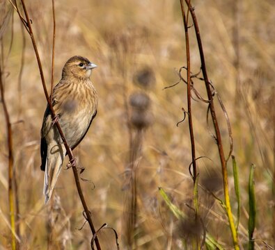Female long-tailed widowbird perched on dry autumn grass in the South African outdoors