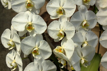咲き乱れる美しい白い花