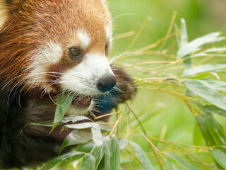 笹の葉を手にもって食べるレッサーパンダ