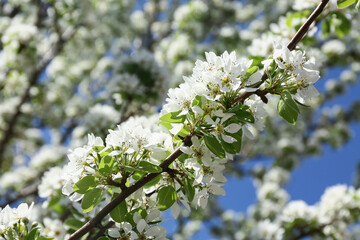 Cherry blossoms over blurred nature background. Closeup