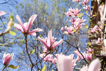 Beautiful blossoming magnolia tree branches against blue sky. Closeup