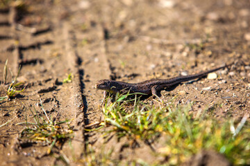 lizard 