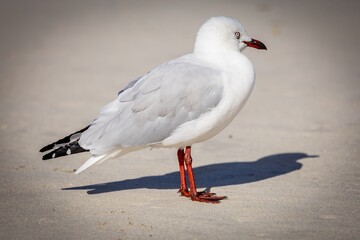 Close up image of a Silver Gull (Chroicocephalus novaehollandiae) standing on beach sand.