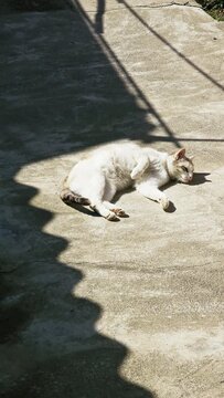 white domestic cat rolling on her back on the concrete floor outdoors at sunny summer day